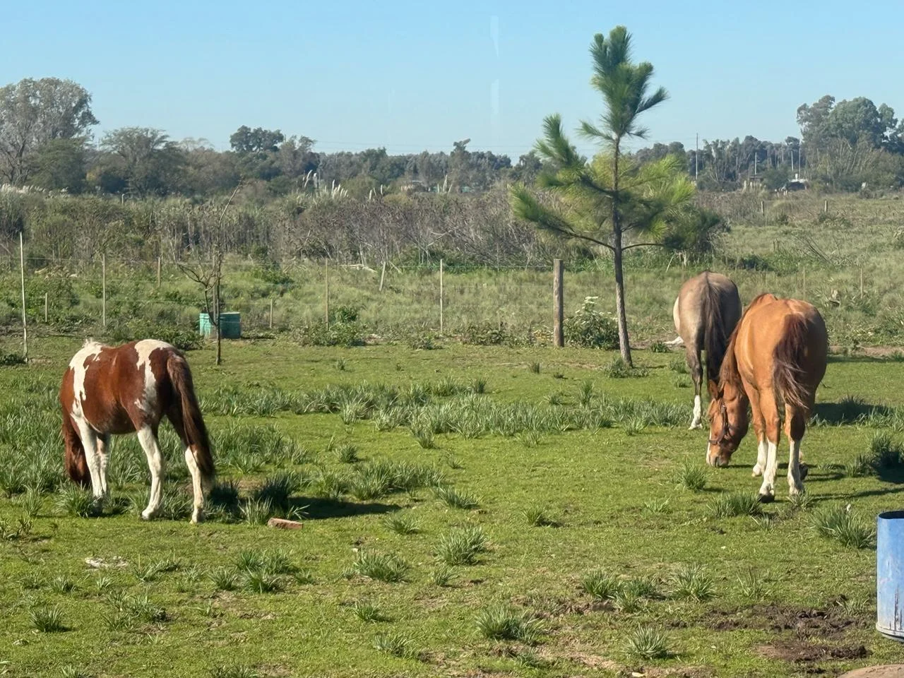 Caballos en el campo