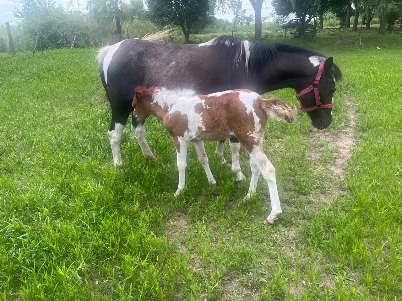 Caballos en el campo